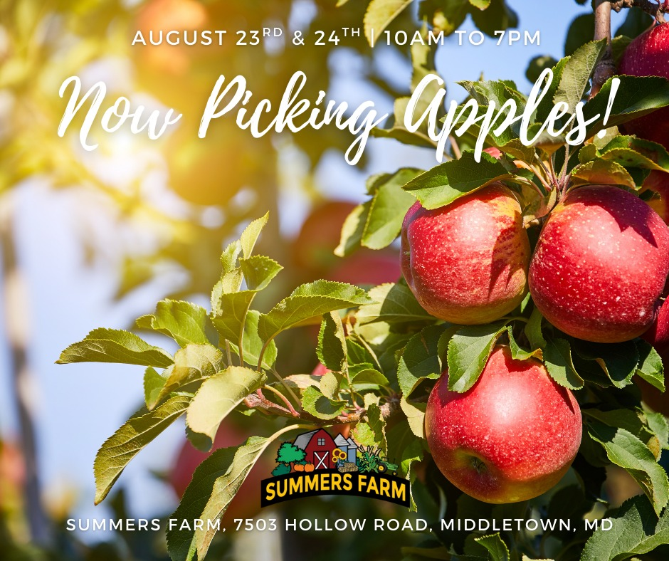 Apple orchard at Summers Farm in Middletown MD