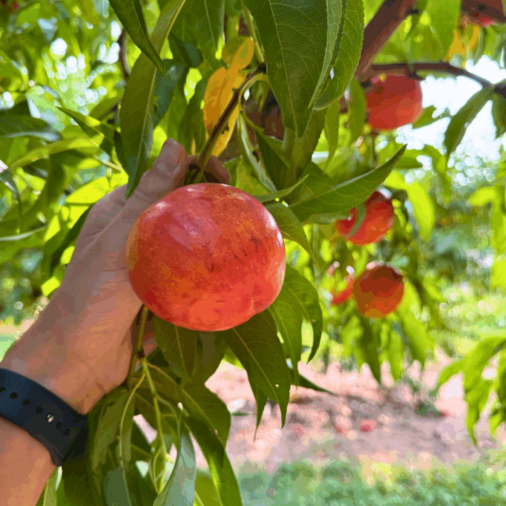 Baugher's Orchards & Farms apple picking u-pick near Frederick MD