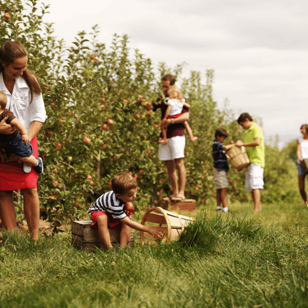 Families picking U-pick apples at Hollabaugh Bros. Inc in Biglerville, PA