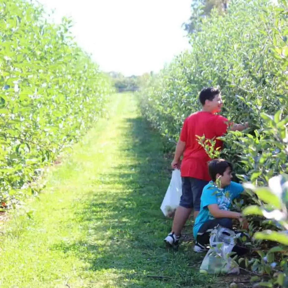 Apple Picking Frederick Md