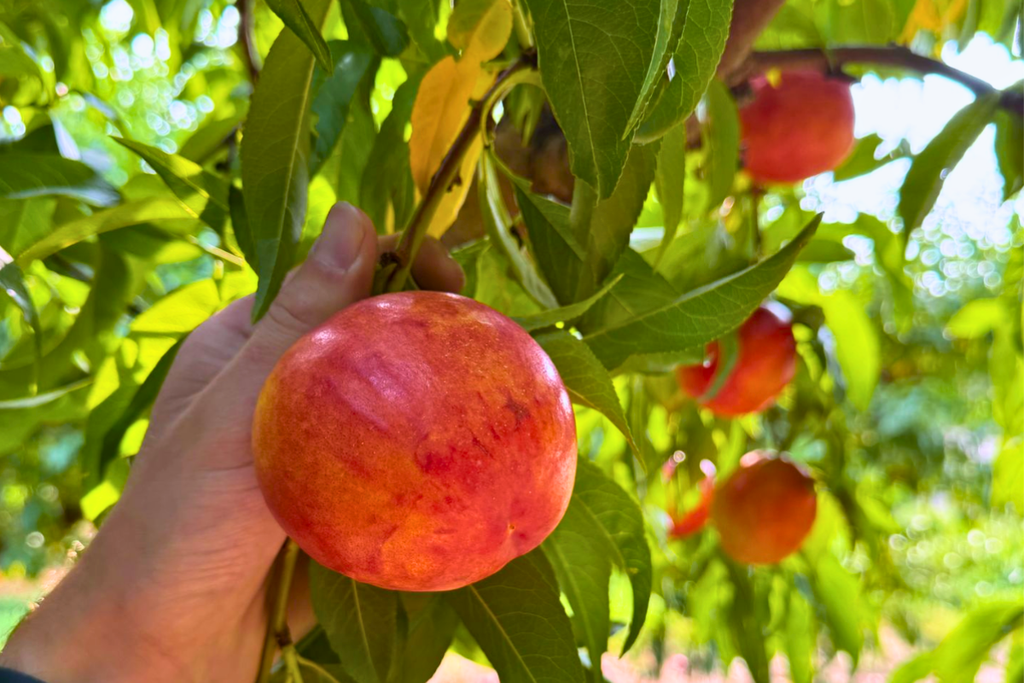 Apple picking at Baugher’s Orchards and Farms in Westminster, Maryland