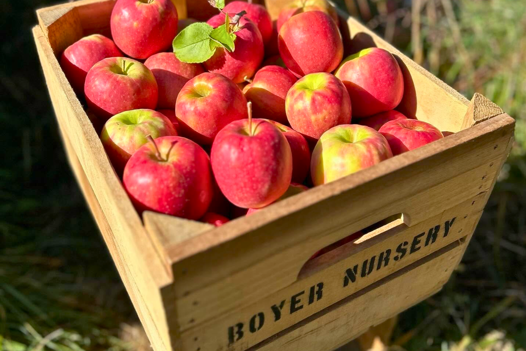 Apple picking at Boyer Nurseries and Orchards in Biglerville, Pennsylvania