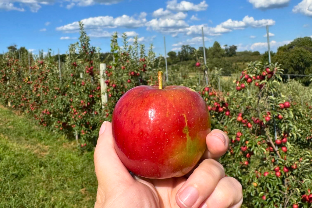 Apple picking at Butler’s Orchard in Germantown, Maryland