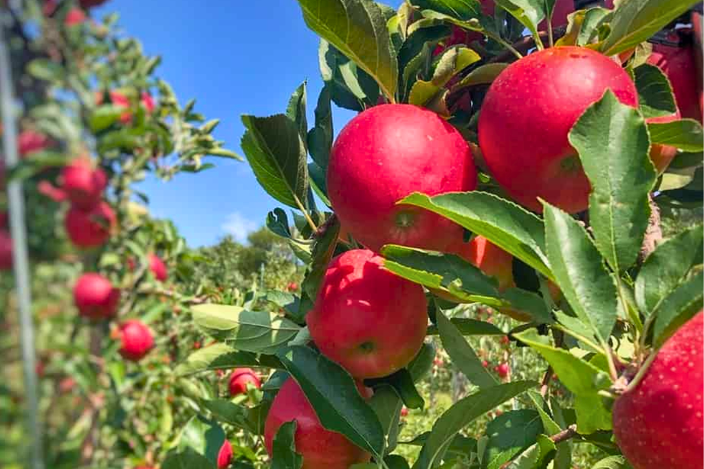 Apple picking at Gaver Farm in Mount Airy, Frederick County, Maryland