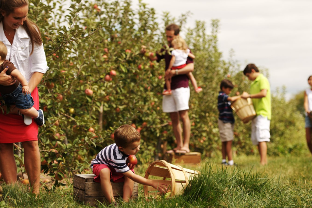 Apple picking at Hollabaugh Bros. in Biglerville, Pennsylvania