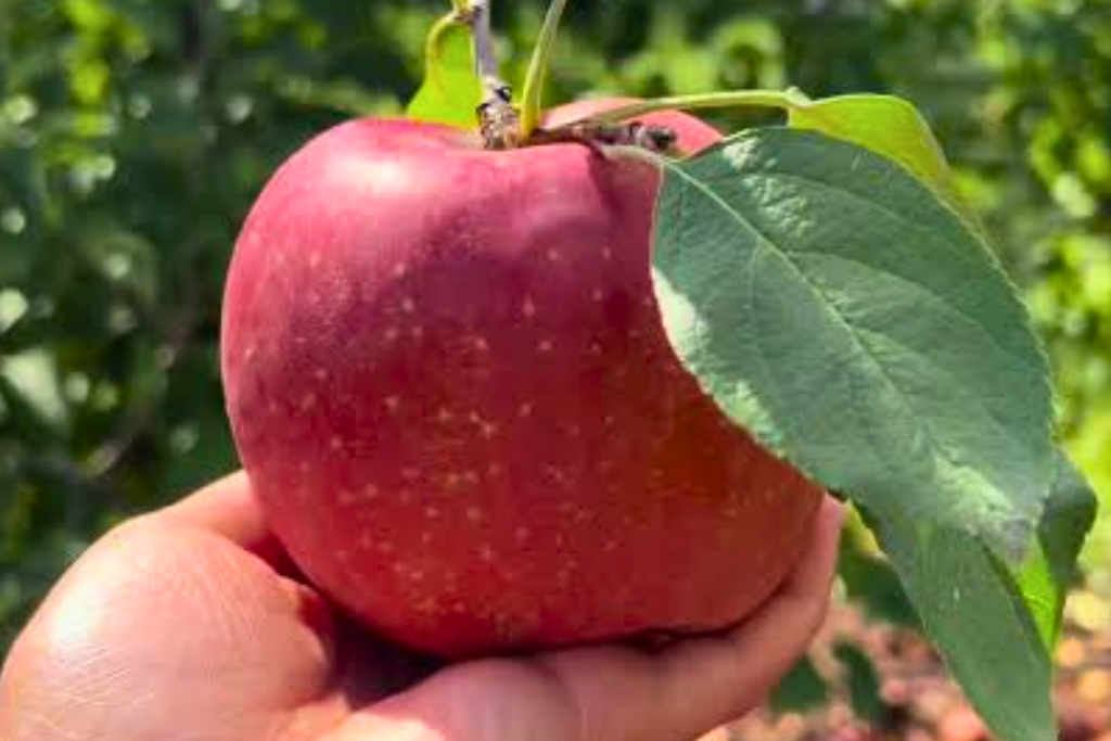 Apple picking at Homestead Farm in Poolesville, Maryland