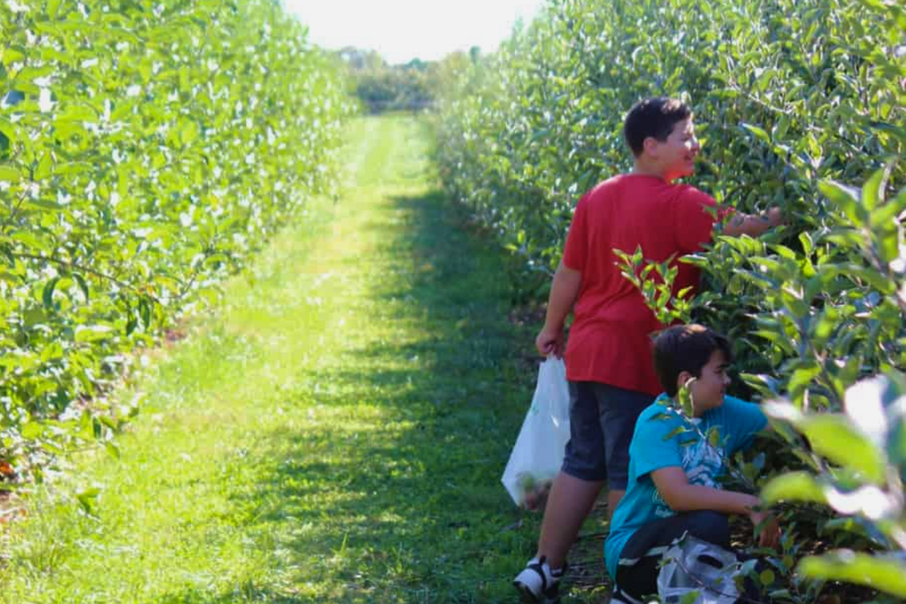 Apple picking at Larriland Farm in Woodbine, Maryland