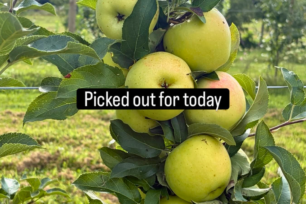 Apple picking at Mackintosh Fruit Farm in Berryville, Virginia
