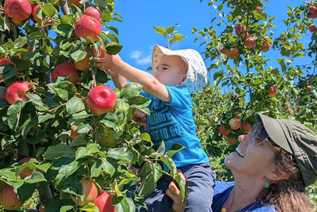 Apple picking at Mt. Airy Orchards in Dillsburg, Pennsylvania
