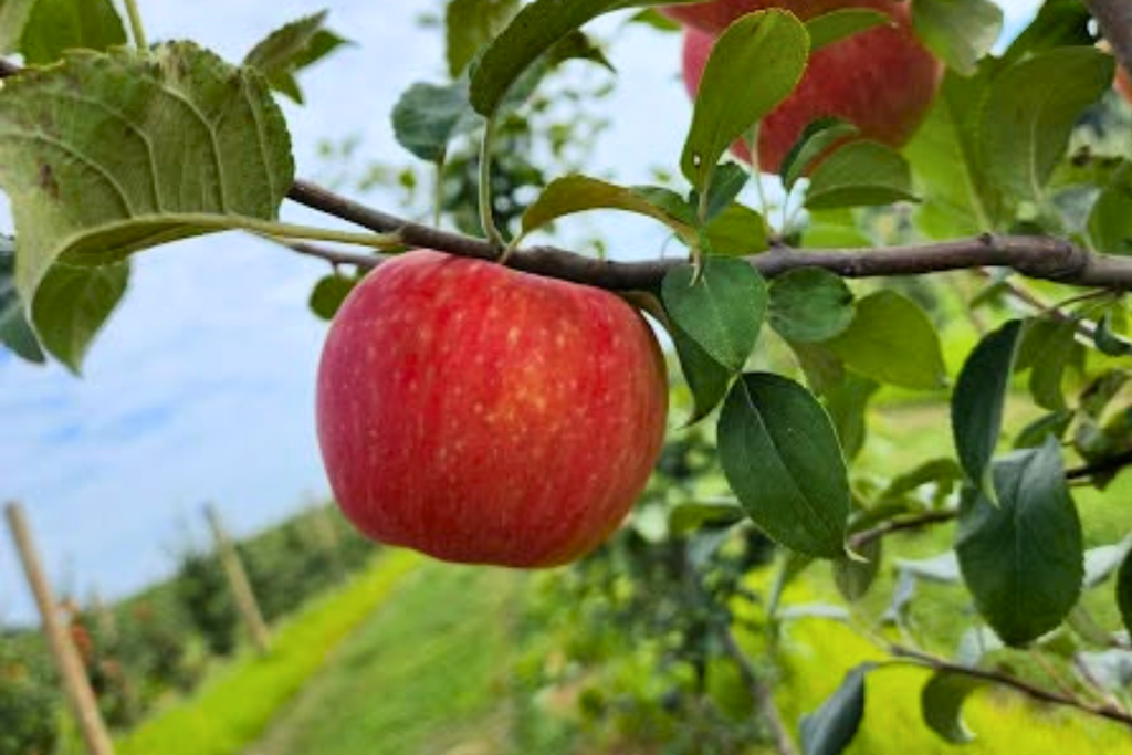 Apple picking at Orr’s Farm Market in Martinsburg, West Virginia