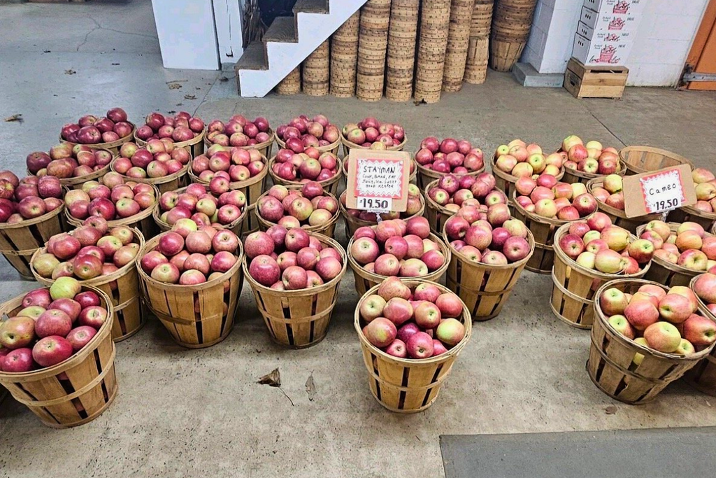 Apple picking at Pryor’s Orchard in Thurmont, Frederick County, Maryland