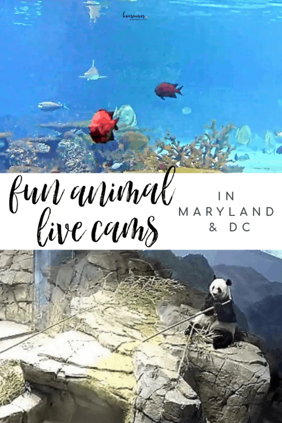 Fun Animal Live Cams in Maryland & DC: Feel Like You're There