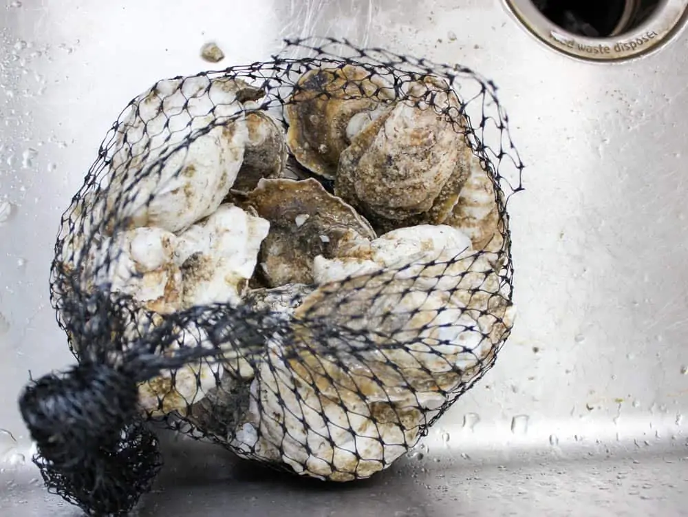 How to Shuck Oysters