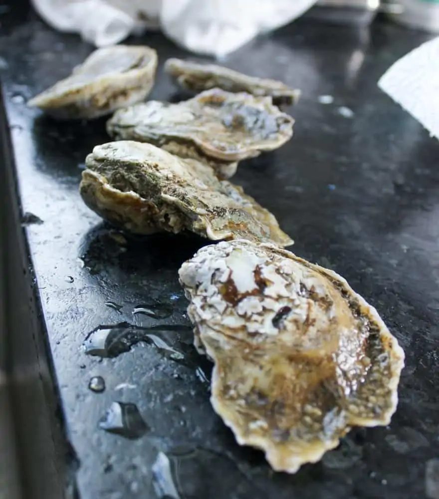 Shucking oysters