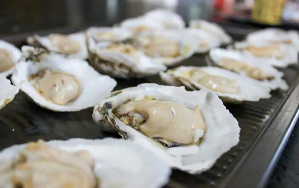 Add rinsed oysters back to shells