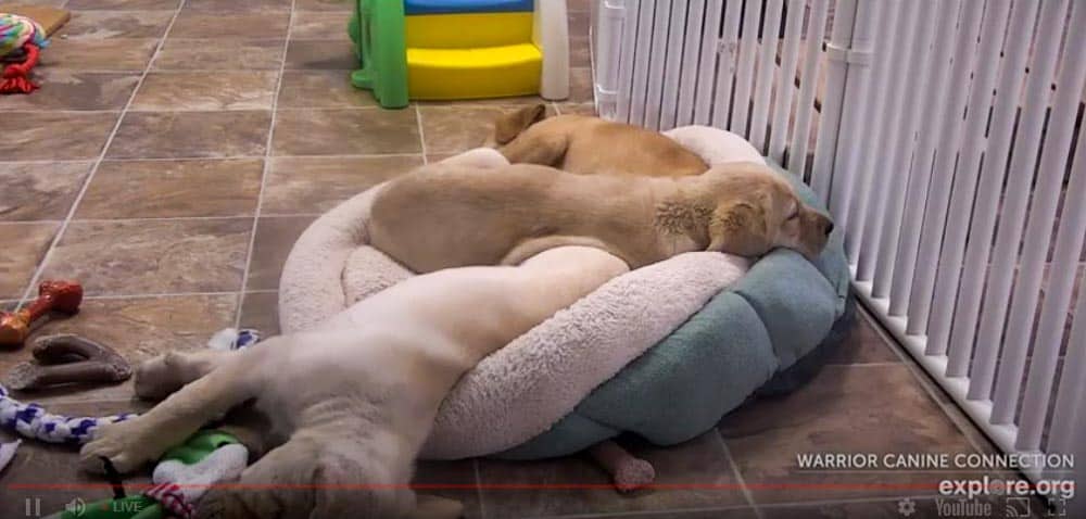 live cam dog