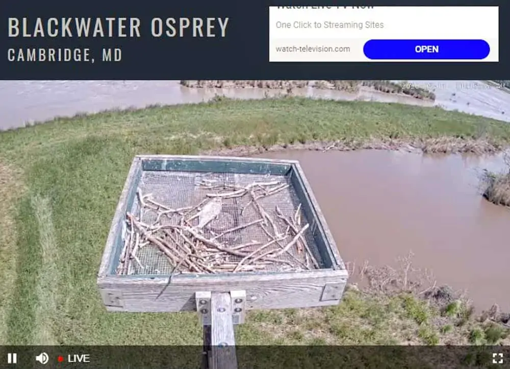 Blackwater National Wildlife Refuge Osprey Nest