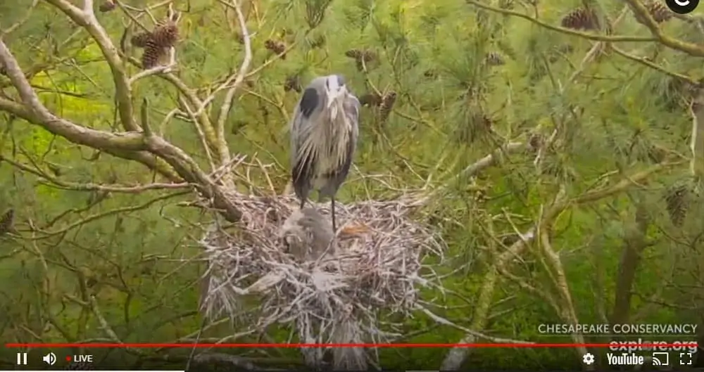 Great Blue Heron Rookery on Eastern Shore Maryland