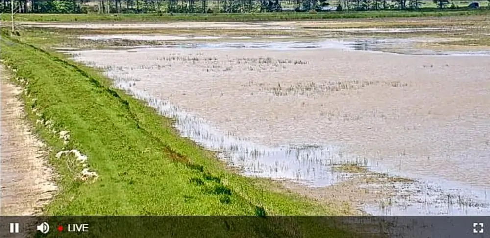 Blackwater National Wildlife Refuge