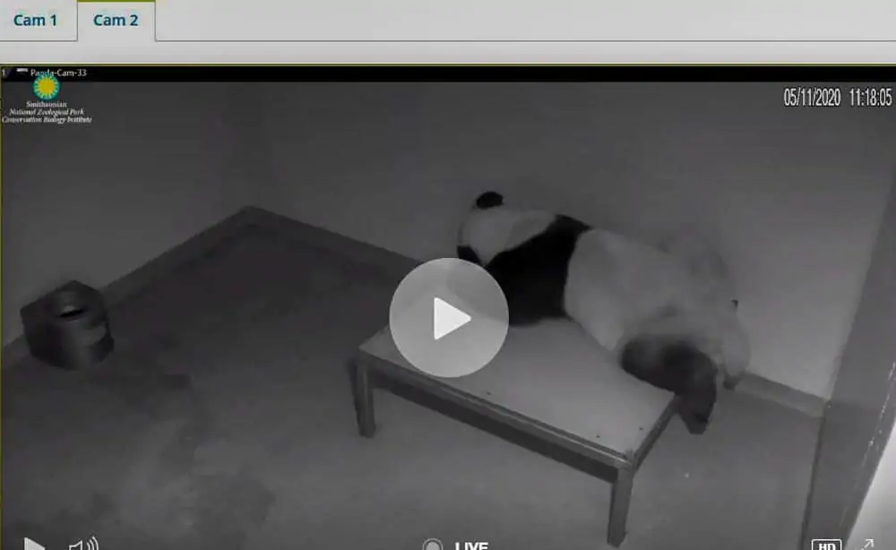 Giant Panda Animal Live Cams at The National Zoo in DC