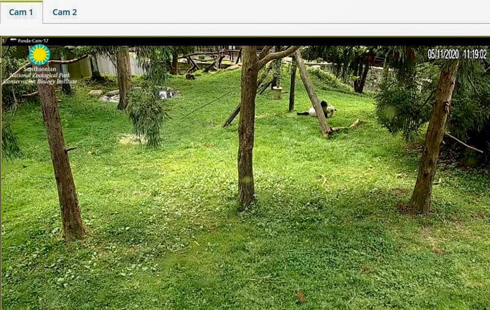 Fun Animal Live Cams in Maryland & DC Feel Like You're There