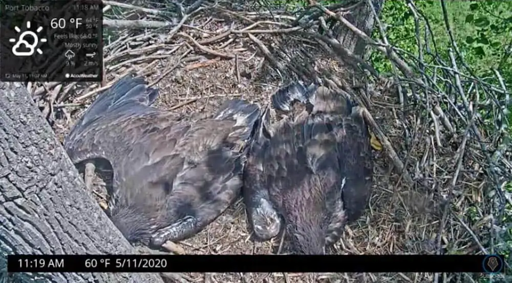 Port Tobacco River Park Live Eagle Cam