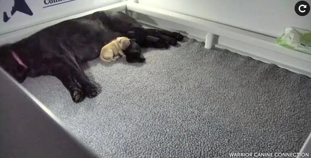 Warrior Canine Connection Puppy Animal Live Cams