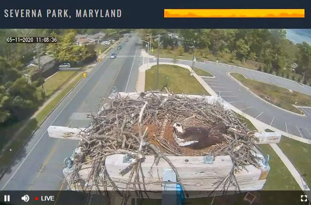 Severna Park Osprey Nest