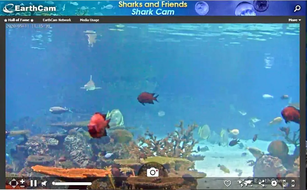 Baltimore Aquarium Live Shark Cam