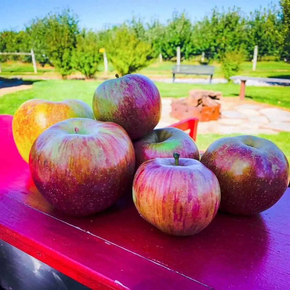 9 Best Apple Picking Farms in the Frederick, Md Area