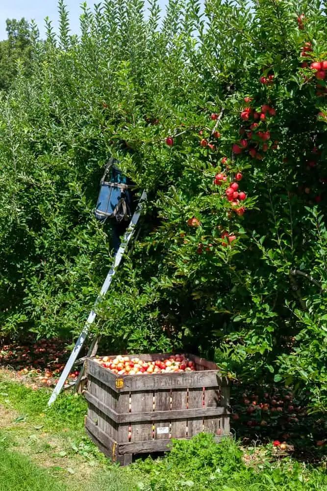 9 Best Apple Picking Farms in the Frederick, Md Area