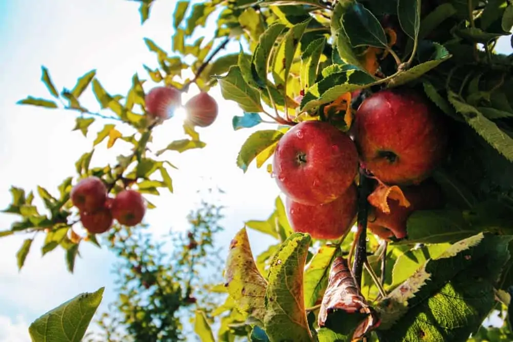 9 Best Apple Picking Farms in the Frederick, Md Area