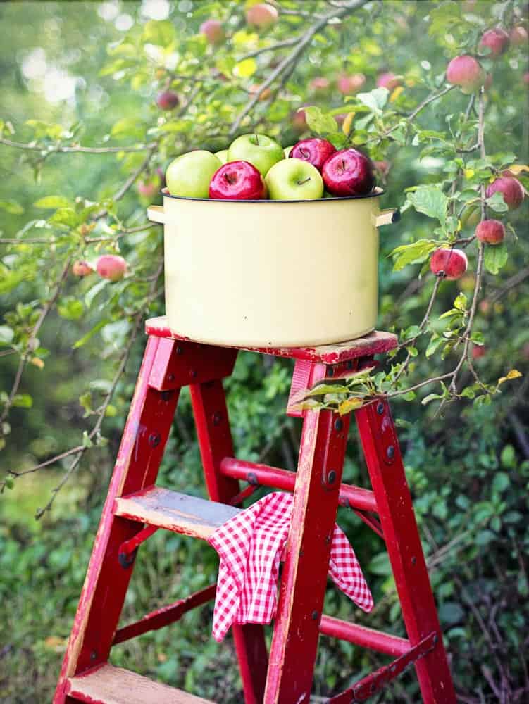 9 Best Apple Picking Farms in the Frederick, Md Area