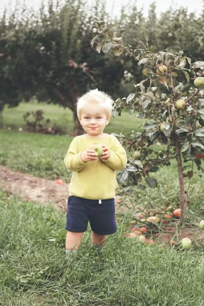 9 Best Apple Picking Farms in the Frederick, Md Area