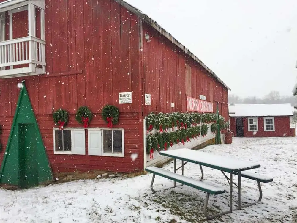 Christmas Tree Farms in Frederick Md & Nearby