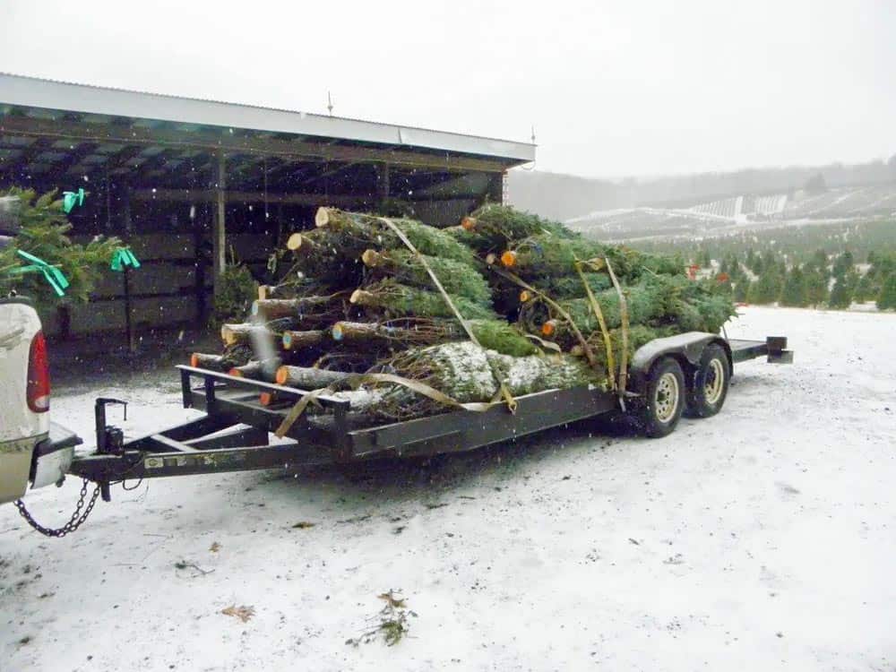 Christmas Tree Farms in Frederick Md & Nearby