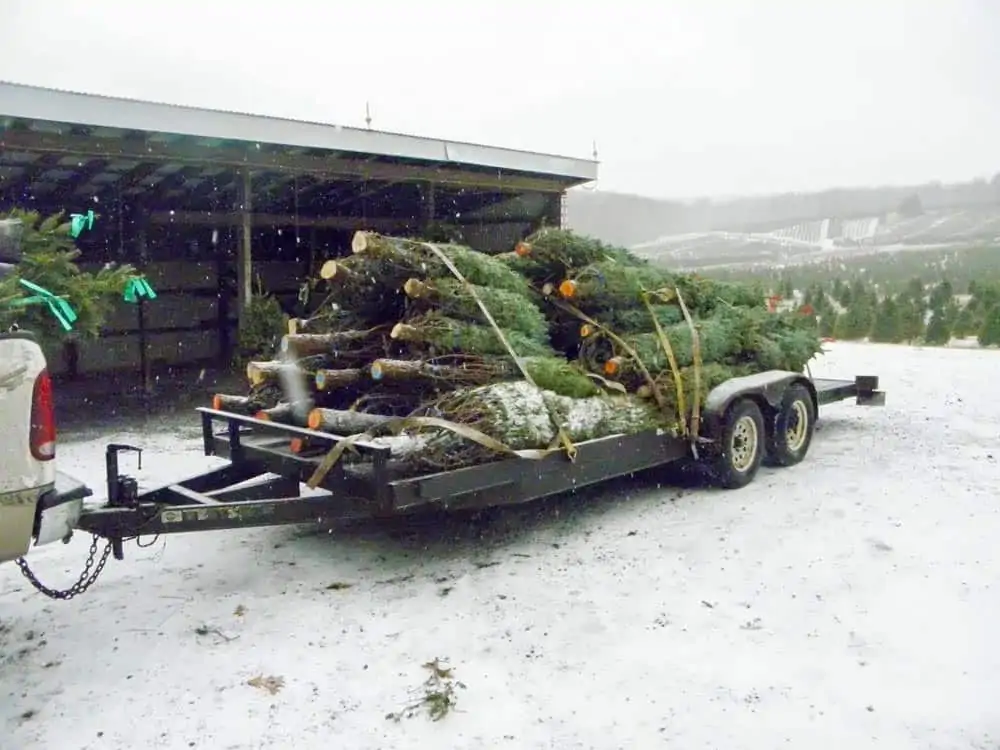 Christmas Tree Farms in Frederick Md & Nearby