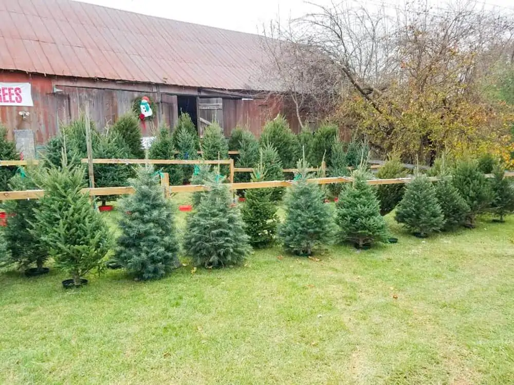 Christmas Tree Farms in Frederick Md & Nearby