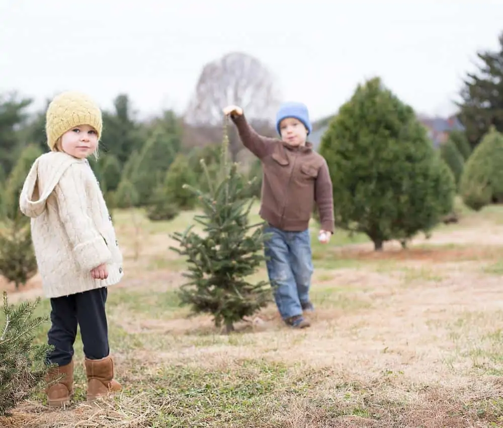 Christmas Tree Farms in Frederick Md & Nearby