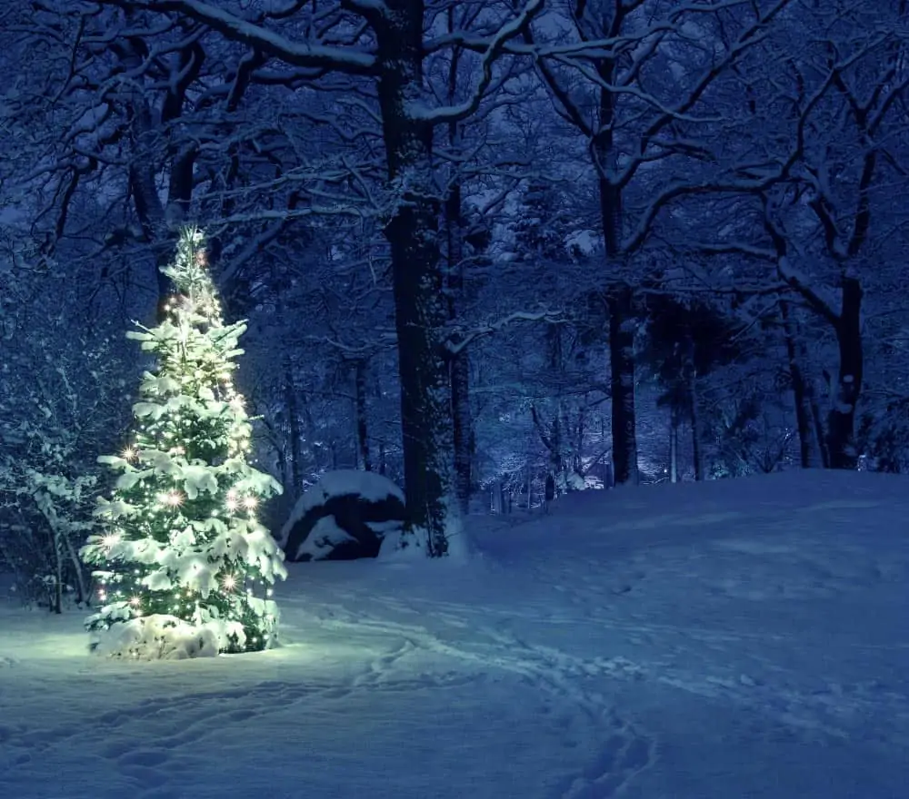 Lighted pine at night