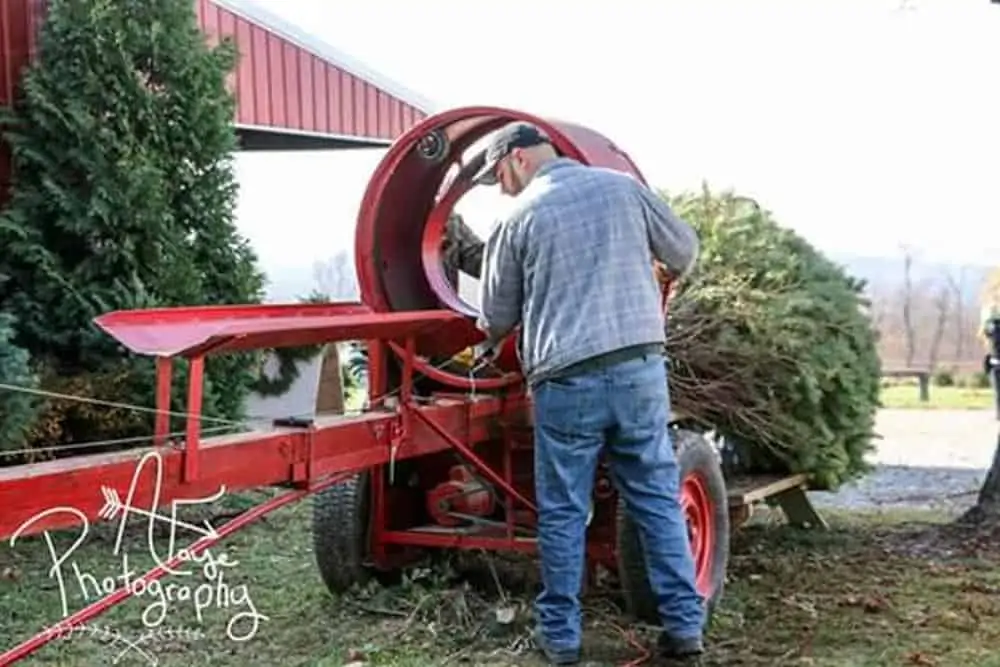 Christmas Tree Farms in Frederick Md & Nearby