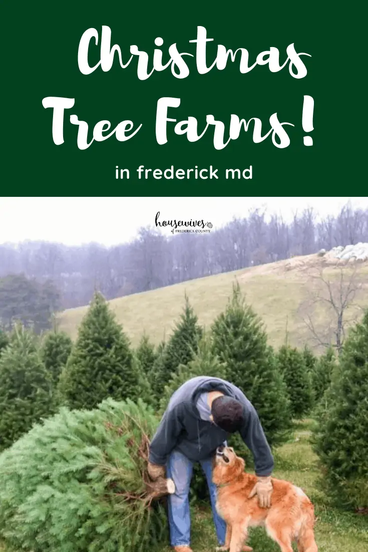 Christmas Tree Farms in Frederick Md & Nearby