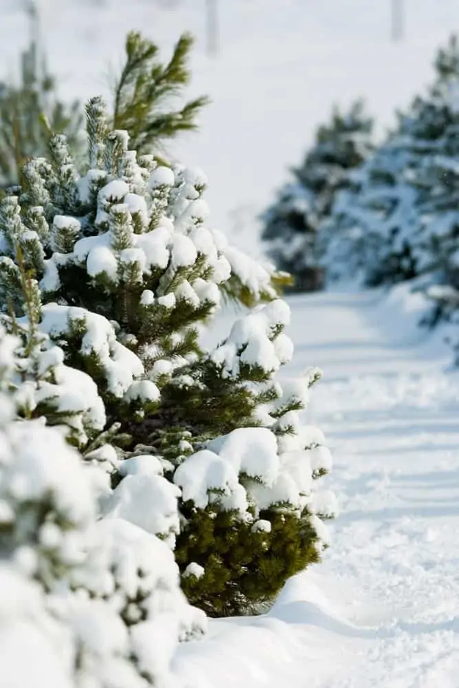 Christmas Tree Farms in Frederick Md & Nearby