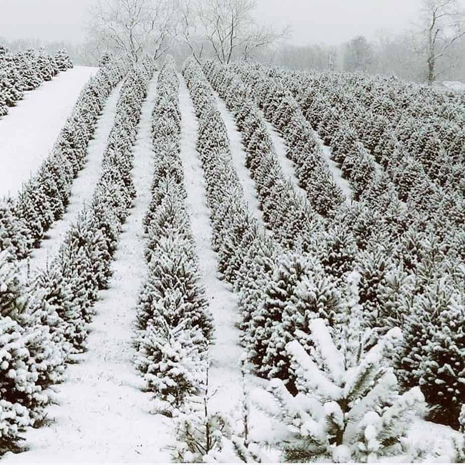Christmas Tree Farms in Frederick Md & Nearby - Housewives ...