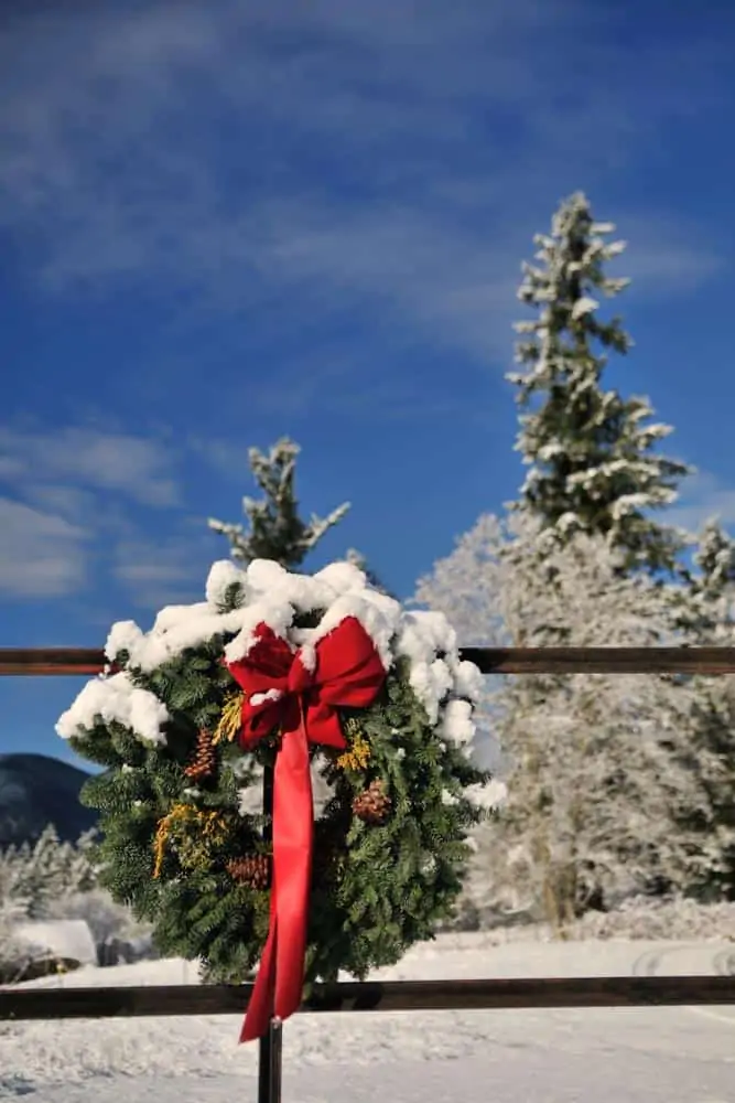 Christmas Tree Farms in Frederick Md & Nearby