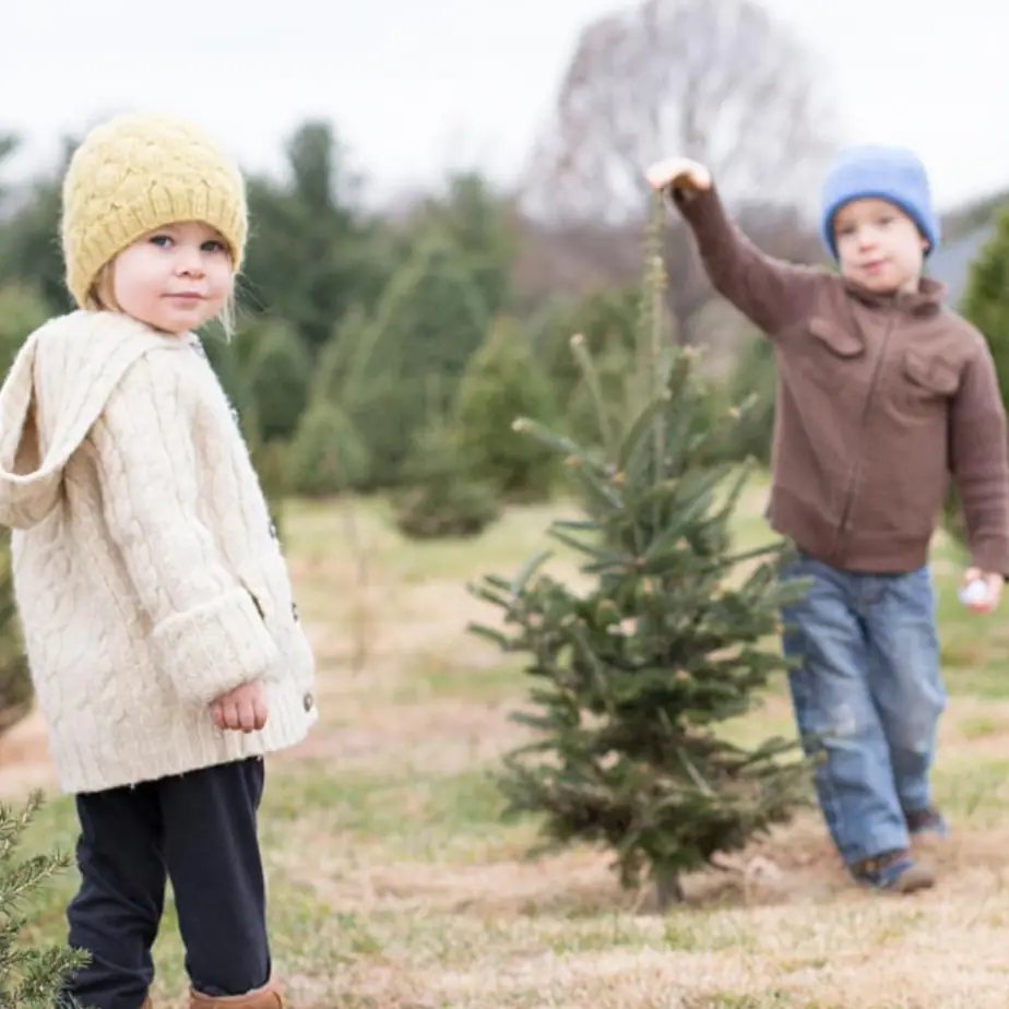 Christmas Tree Farms Frederick MD