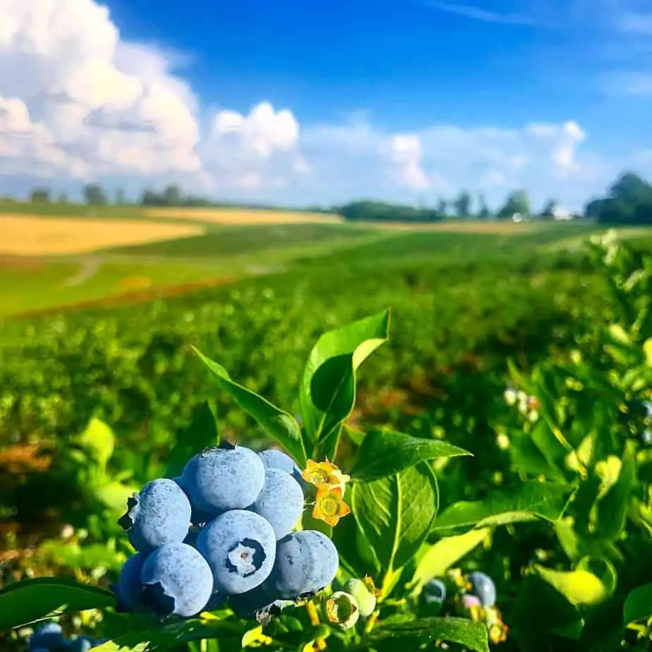 Pick Your Own Blueberries