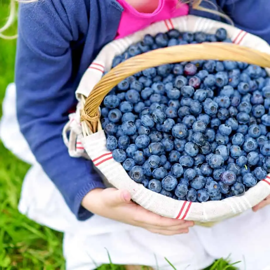 Blueberry Picking in Frederick Md