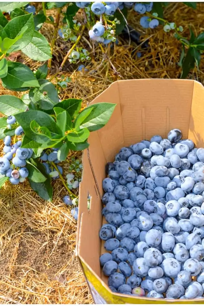 Blueberry Picking in Frederick Md