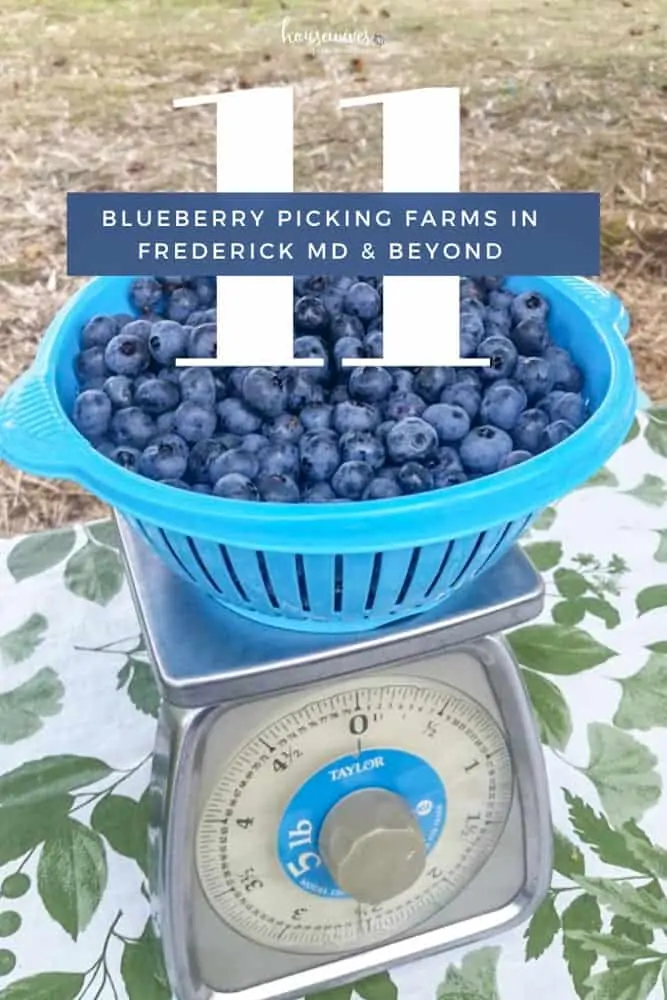 Blueberry Picking in Frederick Md & Beyond